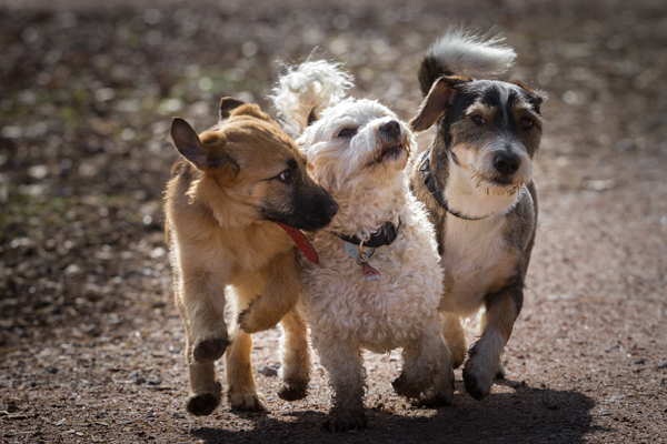 Three Dogs on a Walk