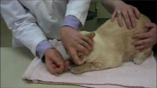 How To Give A Cat A Pill
