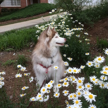 Daisy