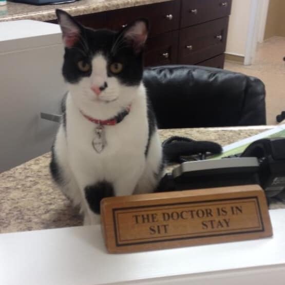 Monroe the cat