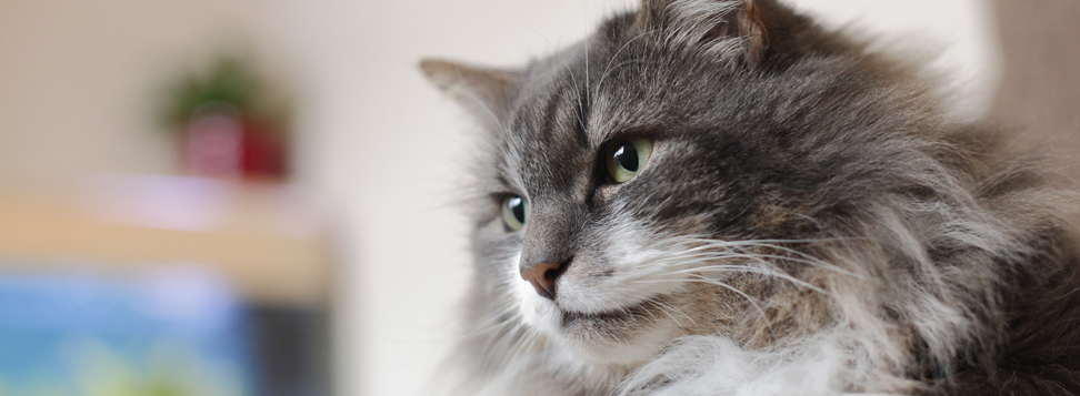 Fluffy Grey and White Cat